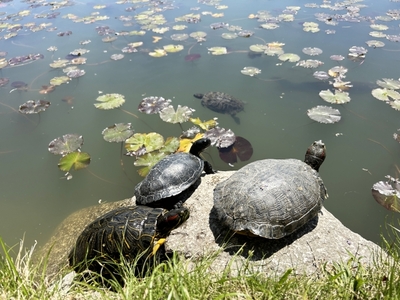 カメの種類による生態と生息地