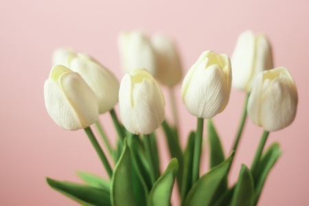 嘘つきの心情を示す花言葉とその解釈