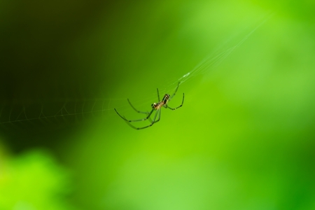 朝蜘蛛の基本知識：種類と生態