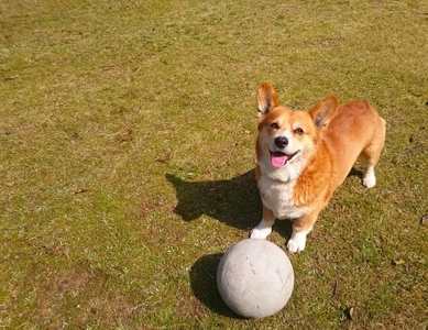  愛犬との関係を深めるために 