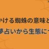 朝見かける蜘蛛の意味とは？