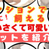 【マンションでも飼える！？】小さくて可愛い！ペットを紹介！